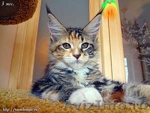 Котята породы мейн-кун - Изображение #1, Объявление #586412