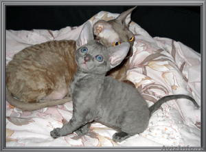 Голубые кошечки и лиловый поинт котик корниш рекса - Изображение #4, Объявление #595685