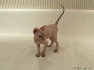  Продам котенка породы Петерболд - Изображение #2, Объявление #566006