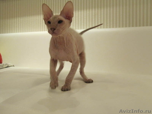  Продам котенка породы Петерболд - Изображение #1, Объявление #566006