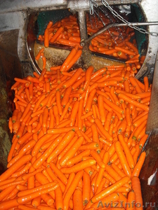Морковь (производство Польша) - Изображение #1, Объявление #587337