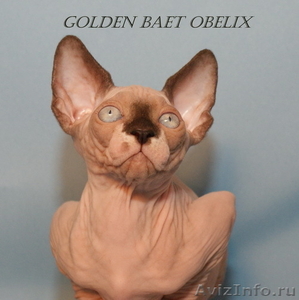 Котята породы канадский сфинкс из питомника Golden Baet - Изображение #5, Объявление #601683