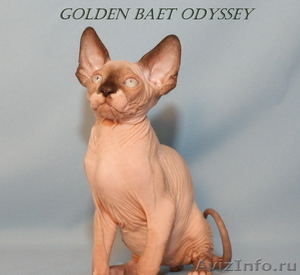 Котята породы канадский сфинкс из питомника Golden Baet - Изображение #4, Объявление #601683