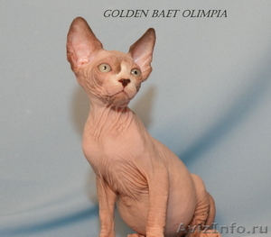 Котята породы канадский сфинкс из питомника Golden Baet - Изображение #2, Объявление #601683