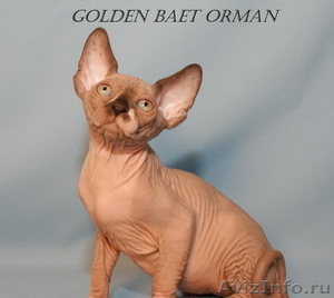 Котята породы канадский сфинкс из питомника Golden Baet - Изображение #3, Объявление #601683