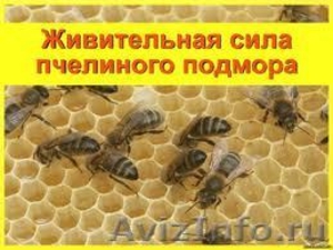 пчелиный подмор продам - Изображение #1, Объявление #586841