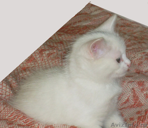 Белый котенок в дар - Изображение #1, Объявление #580821
