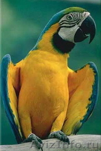попугай сине желтый ара - Изображение #1, Объявление #594763