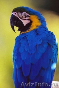 попугай сине желтый ара - Изображение #2, Объявление #594763