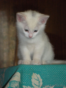Белый котенок в дар - Изображение #2, Объявление #580821