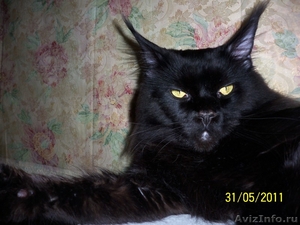 Котята Мейн кун,аборигены кошачьего мира Мейн Кун - Изображение #1, Объявление #633319