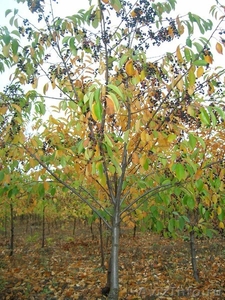 Саженцы деревьев хвойных и лиственных - Изображение #5, Объявление #618670