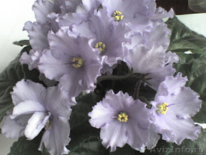 Фиалки узумбарские цветущие - Изображение #1, Объявление #635624