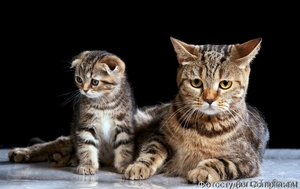Очаровательные шотландские котята ищут хозяев - Изображение #3, Объявление #614830