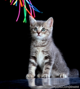 Очаровательные шотландские котята ищут хозяев - Изображение #2, Объявление #614830