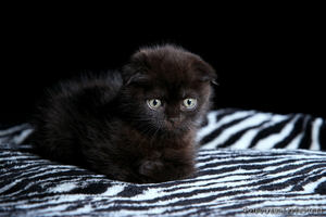 Очаровательные шотландские котята ищут хозяев - Изображение #1, Объявление #614830