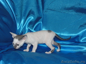Королевские котята породы Корнш Рекс - Изображение #1, Объявление #625834