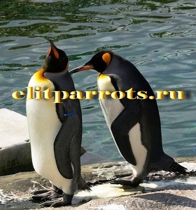 Пингвины  из питомника - Изображение #2, Объявление #633446