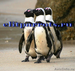 Пингвины  из питомника - Изображение #3, Объявление #633446
