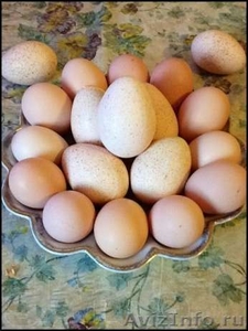 Яйца куриные! Домашние, свежие!! 1-2 суток - Изображение #1, Объявление #633181