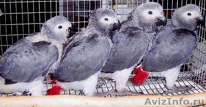 Продаем птенцов крупных видов попугаев - Изображение #1, Объявление #620708