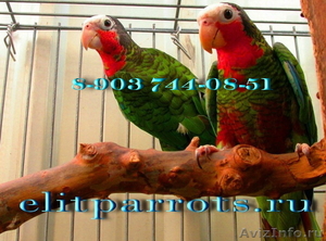 Кубинский амазон - ручные птенцы из питомника - Изображение #1, Объявление #654624
