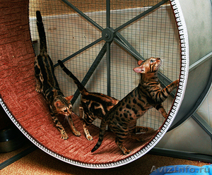 беговое колесо для кошек - Изображение #1, Объявление #649906