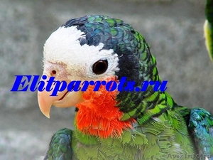 Кубинский амазон - ручные птенцы из питомника - Изображение #2, Объявление #654624