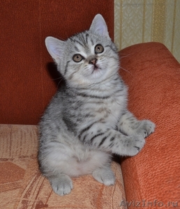 очаровательные  шотландские котята - Изображение #1, Объявление #664953