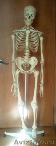 Скелет,череп,позвоночник-таз - Изображение #1, Объявление #645973