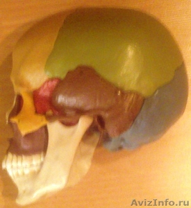 Скелет,череп,позвоночник-таз - Изображение #3, Объявление #645973