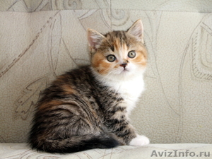 Шотландские яркие котята скотишфолд, страйт, хайленд - Изображение #4, Объявление #670652