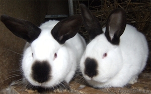 Мини фермы для выращивания кроликов по экологической технологии!!!!! - Изображение #1, Объявление #494015