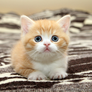 Шотландские яркие котята скотишфолд, страйт, хайленд - Изображение #5, Объявление #670652