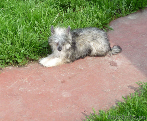 Китайская хохлатая -  щенок мини - Изображение #2, Объявление #650918