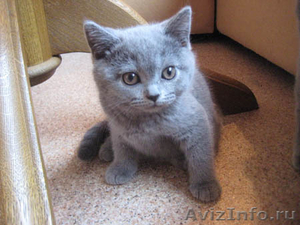 Британские котята. Питомник Ольги Барсуковой - Изображение #2, Объявление #696806
