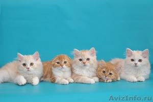 Шотландские котята хайленды - Изображение #1, Объявление #684333