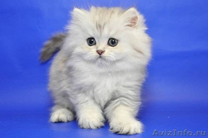 Шотландские плюшевые котята из питомника редких окрасов Голубоглазые  - Изображение #2, Объявление #684005