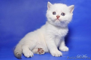 Шотландские плюшевые котята из питомника редких окрасов Голубоглазые  - Изображение #1, Объявление #684005