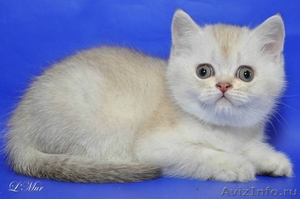 Шотландские плюшевые котята из питомника редких окрасов Голубоглазые  - Изображение #3, Объявление #684005