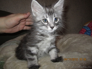 Продается котенок породы Мейн-Кун - Изображение #2, Объявление #686875