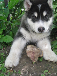 Продается щенок аляскинского маламута - Изображение #3, Объявление #680307