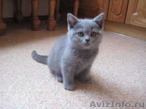 Британские котята, голубого, лилового и шоколадного окраса! - Изображение #1, Объявление #703081