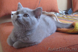 Британские котята, голубого, лилового и шоколадного окраса! - Изображение #2, Объявление #703081