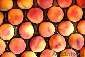 Абрикосы и персики нектарины импорт - Изображение #1, Объявление #708315