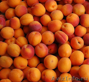 косточковые абрикос персик нектарин - Изображение #1, Объявление #708318