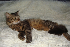 в дар сибирский котик Макс - Изображение #9, Объявление #702712