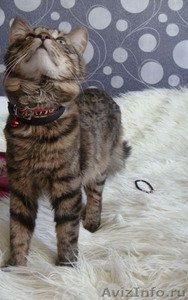 в дар сибирский котик Макс - Изображение #4, Объявление #702712