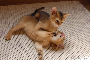 Классные абиссинские котята - Изображение #3, Объявление #720544