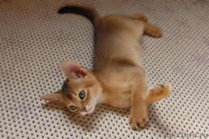 Классные абиссинские котята - Изображение #1, Объявление #720544